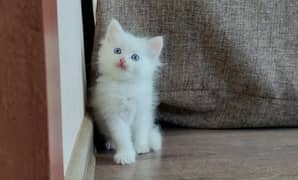 Persian kitten