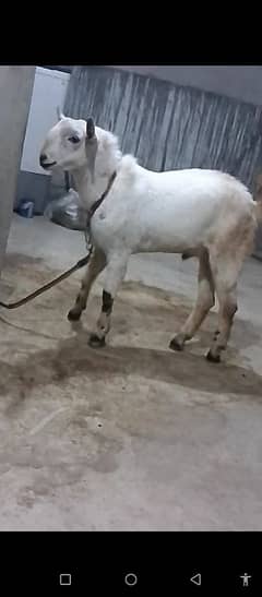 breeder Bakra