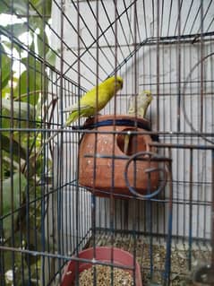 budgie breeding pair with cage