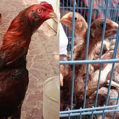 mianwali aseel amroha chicks available Whatsapp 03424148688