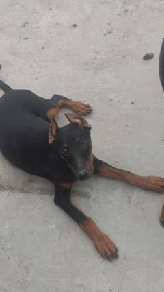 doberman puppies