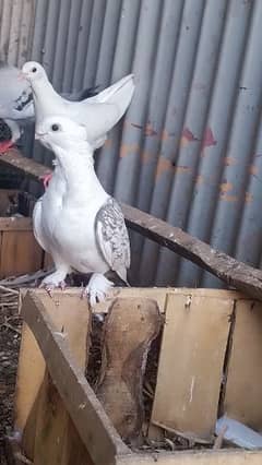 female