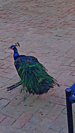Blue shoulder rare one having nice colur