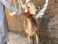 Dummba For Sele Qurbani ke liye weight 72kg Urgent sale