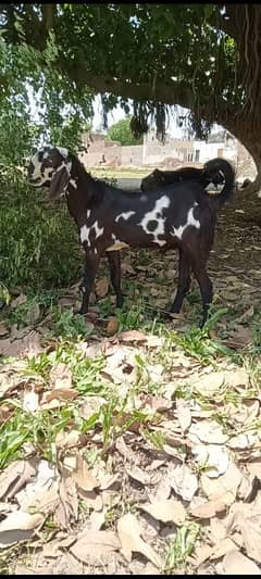 qurbani ka bakra  03297348904