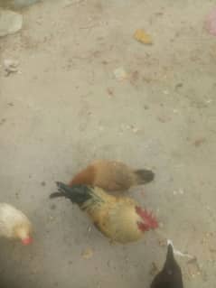 egg laying hens avalibel