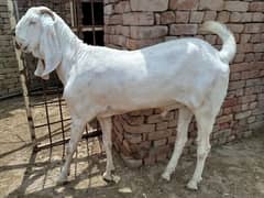 qurbani barkra for sale 2025