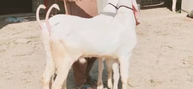 2 Bakre Qurbani lagne wala For Sale Call "03425820107