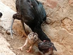 Pur Thai hen 20000 per chick 2000 and roster only in 6000 please read