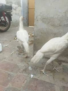 aseel white hire