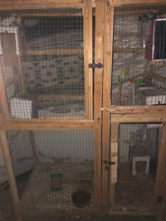 5 pairs for sale all are breeder pairs