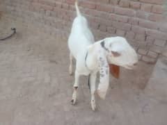 Bakra for Qurbani 2025