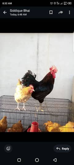 eefghg