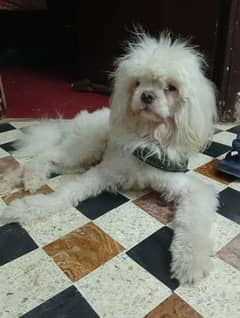 Maltese