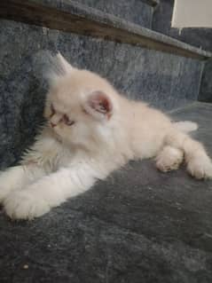 Persian kittens