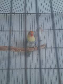 Love birds full breader pair and cocktail full white Male