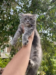 Persian