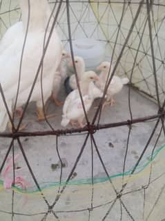 hera chiks available for sale