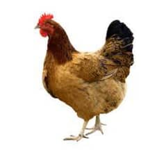 American hen