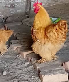 Golden buff breader pair for sale