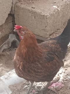 2 females golden misri for sale urgent