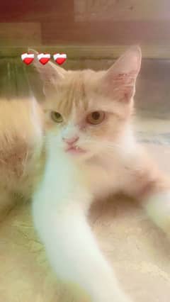 Persian