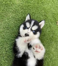 Siberian husky puppies for sale