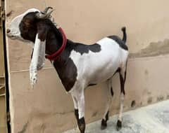 3 Qurbani Bakray For Sale
