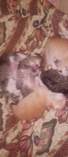 Kitten