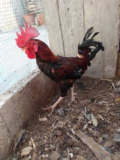 Healthy Desey Murga for sale