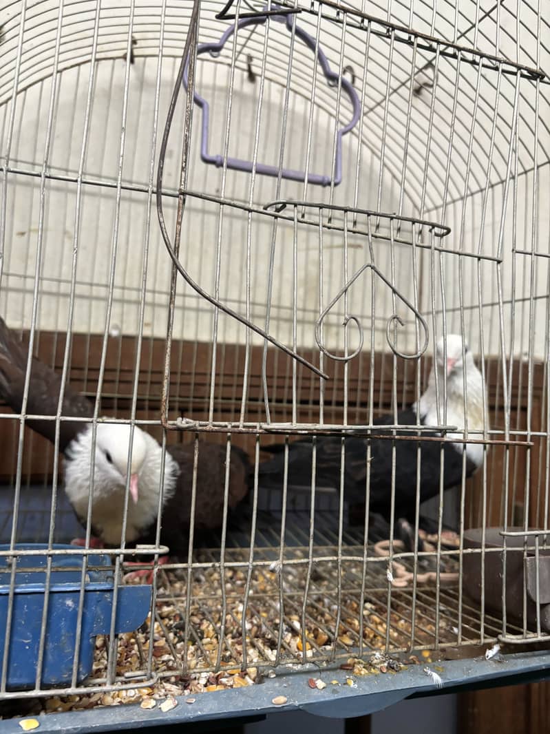 Karbalai Pigeon Breeder Pair | Premium Breed 2
