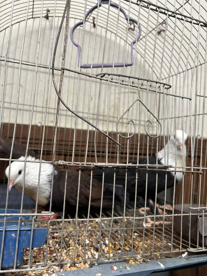 Karbalai Pigeon Breeder Pair | Premium Breed 3