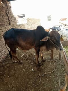 2 dant wala bail for Qurbani