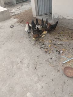 10 hen for seel