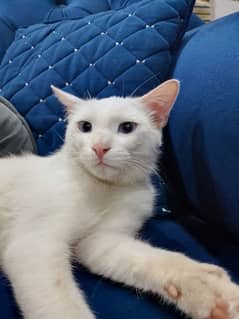 male cat blue eyes for sale