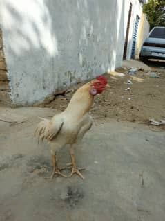 male female hen for sale