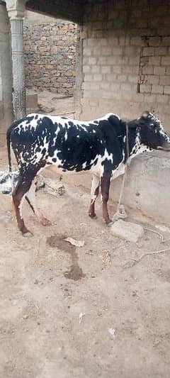Bulls
