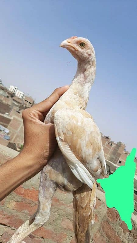 Top quality Mianwali bloodline 3.5 month ka pair 0