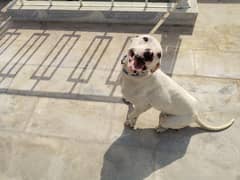 golter dog female for sale