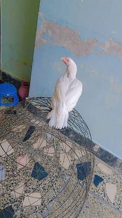 Paper white female