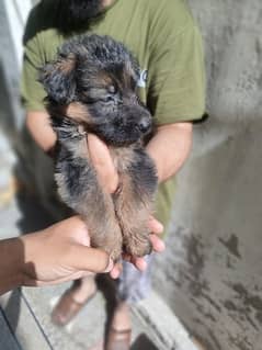 German