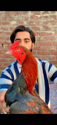 Aseel