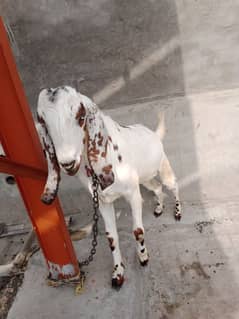 desi bakra