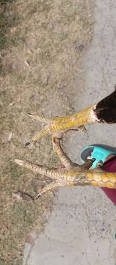 pire aseel mianwali