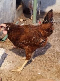 rir pair healthy and active