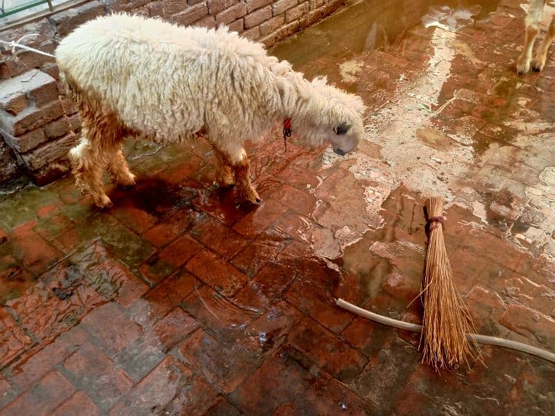 sheep 0