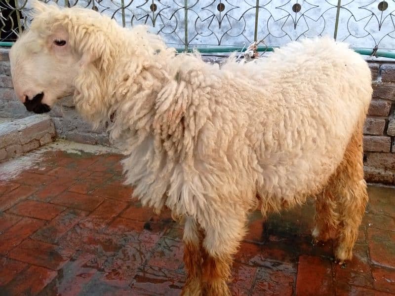 sheep 1