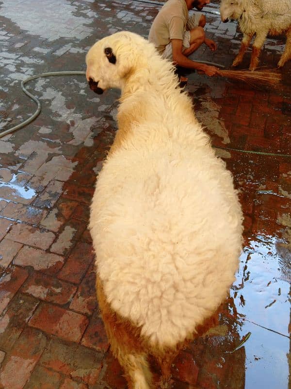 sheep 2