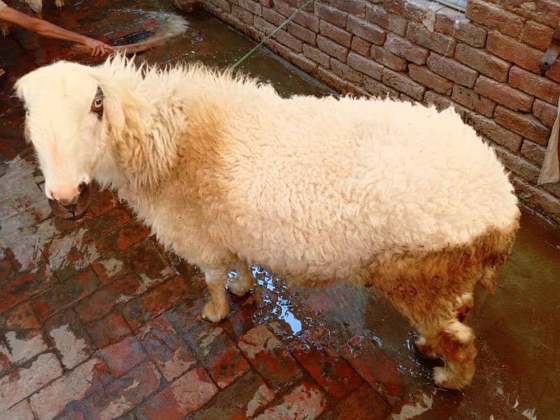 sheep 4