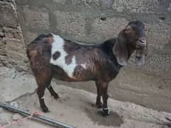 male goat for sell ready for qurbani read description carefully
